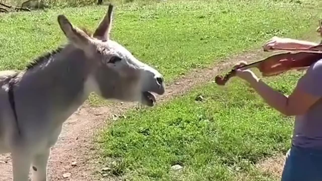 Funny animals