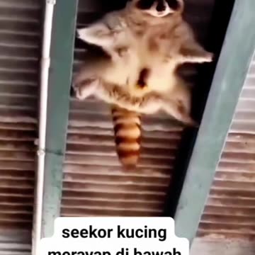 Thought to be a thief, turns out to be a Cat