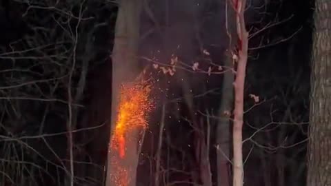 Fire Inside The Tree