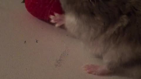 Tiny Hamster eats a strawberry