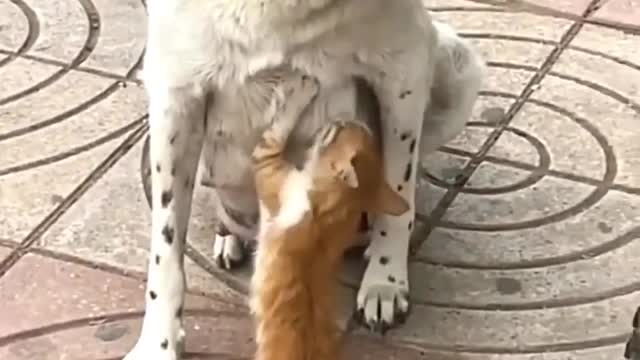 Mother kitten