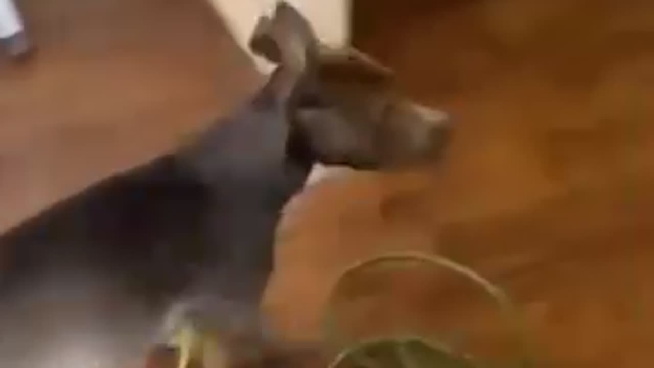 I can’t believe what this poor dog does at the end.