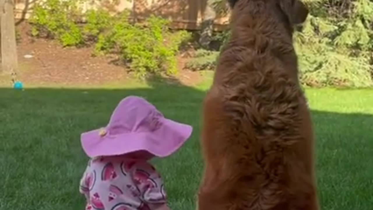 funny dog with baby