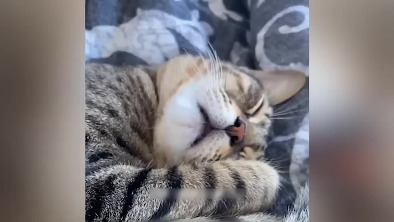 Funny animal videos 2023