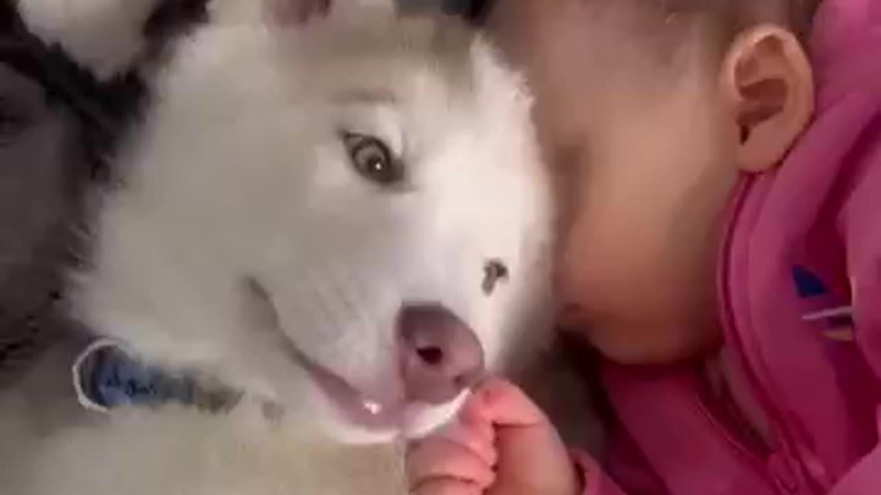 Baby & Husky Puppy Fell In Love!🥹💖. #shorts