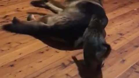 Cat Wakes Dog Sleeping Comfortably and Runs Away