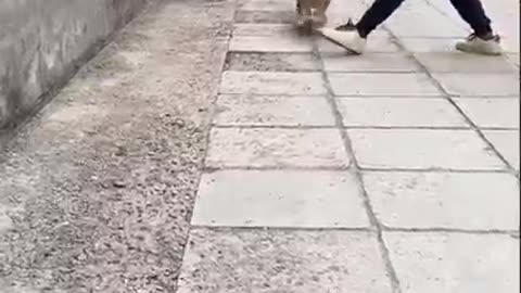 Funny video of animals cat dog