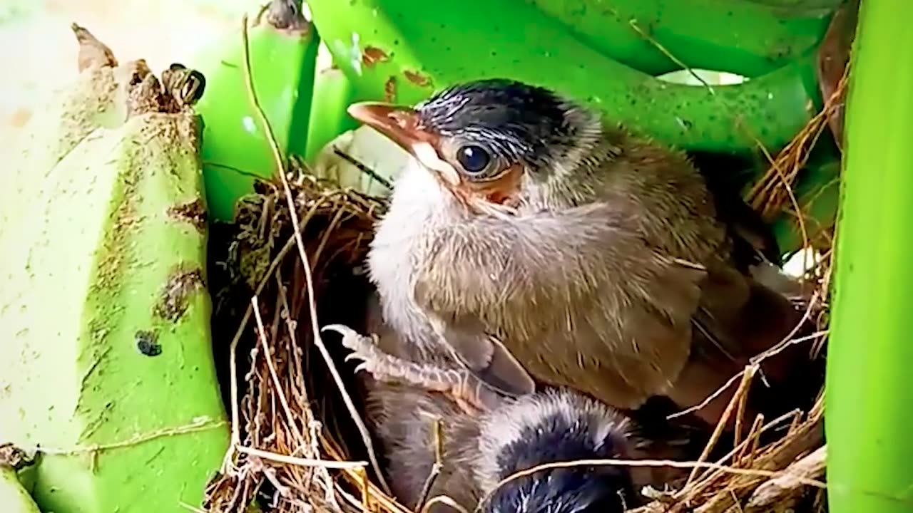 Take a close look at the nests of finches nesting in banana trees