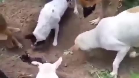 Animal dog friend death rip all wishing for dog