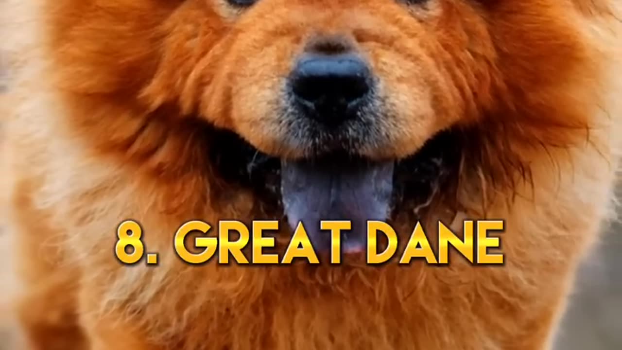 top 10 most dangerous dogs in the world