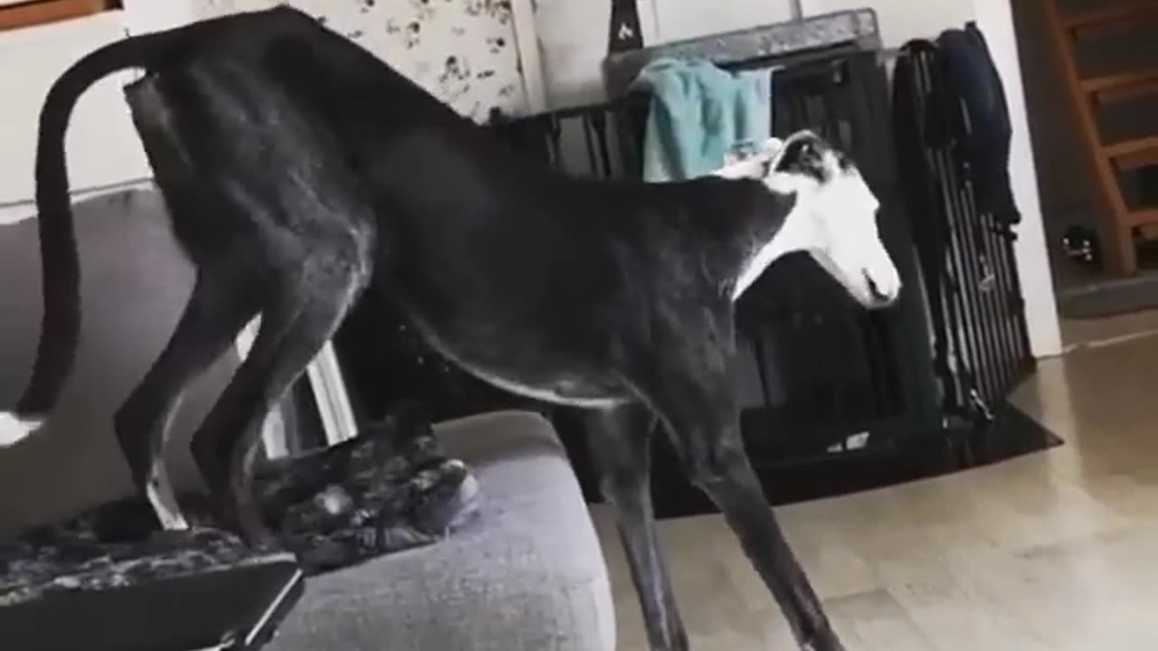Funny Animal Videos. I just want to sit!