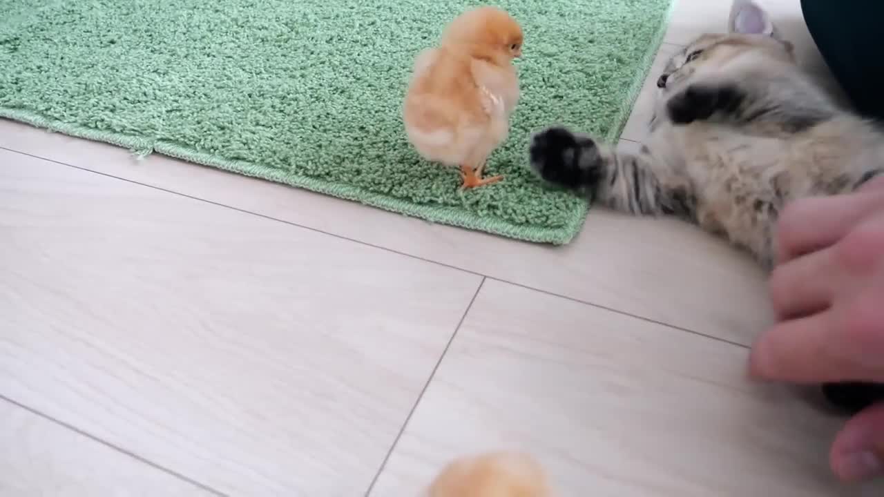 Summarized the encounter between a kitten and a chick