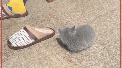 Cats are little funny dudes , funny cats video, naughty