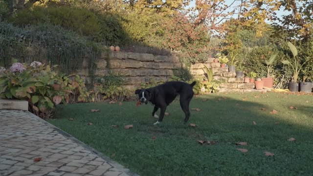 Black dog playing in a garden