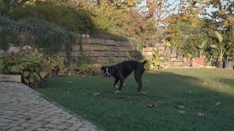 Black dog playing in a garden