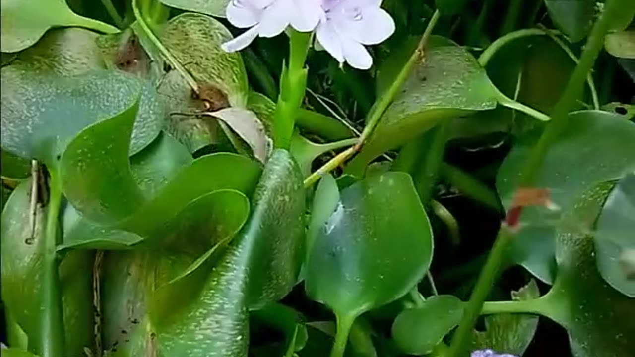 Beautiful flowers with green leaf video in the open village field