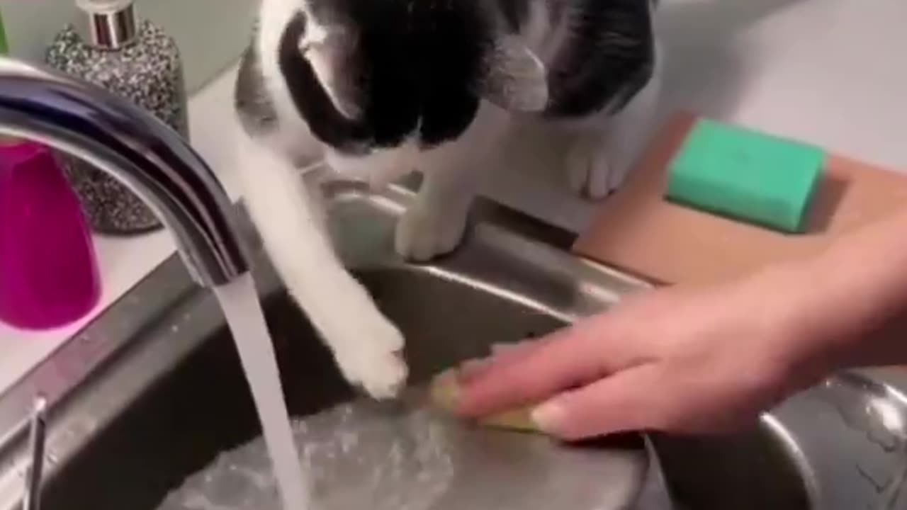 Cleaning cat