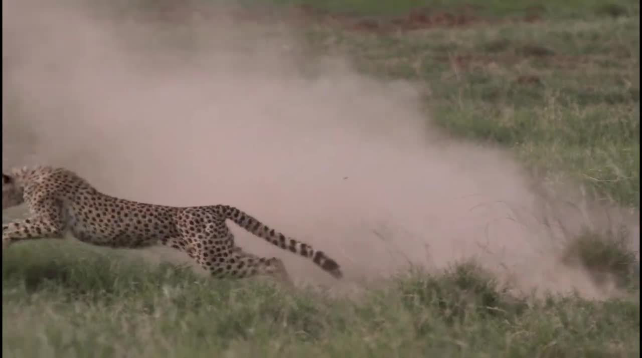 Amazing Video of A Cheetah Hunting Down It's Pray