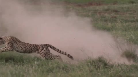 Amazing Video of A Cheetah Hunting Down It's Pray