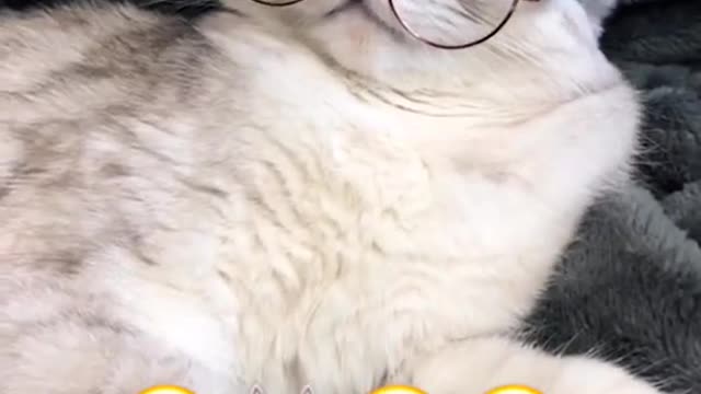 WatchMyMagic#cat
