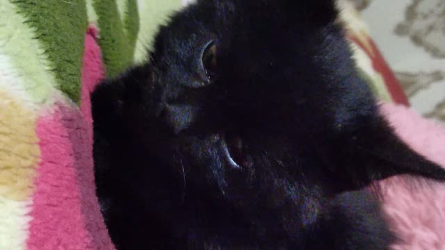 my cat s
