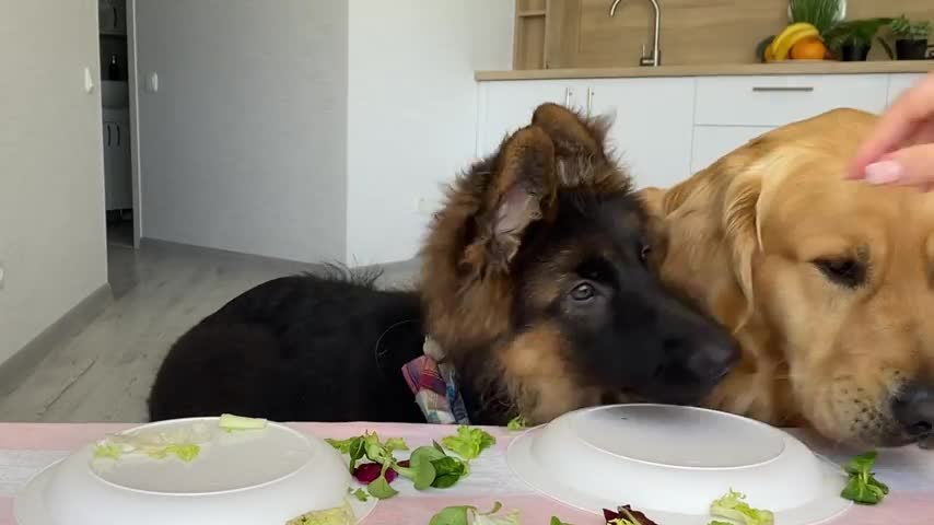 57_Dog Reviews Food with German Shepherd Brother - Part 2