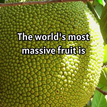 Discovering the Giant Jackfruit- Nature's Heaviest Fruit! 🍈