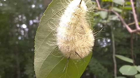 American Dagger Moth Caterpillar