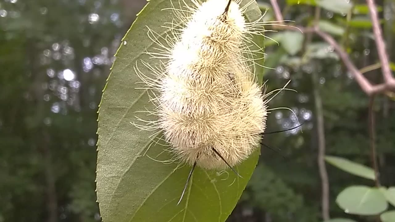 American Dagger Moth Caterpillar