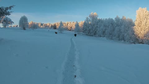 Cow path in snow