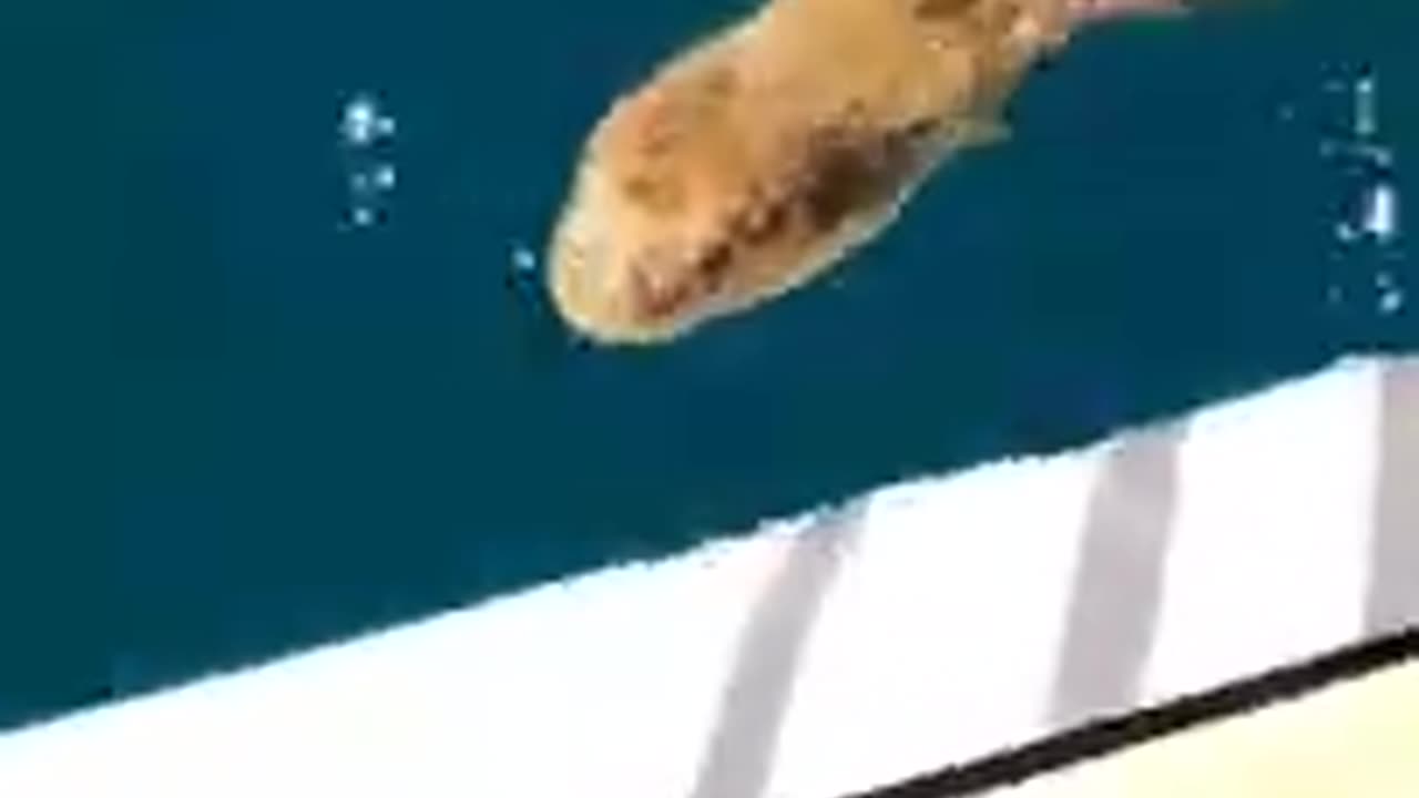 THIS IS THE ELEGANT SEA SNAKE IN AUSTRALIA # SHORTS !!!!