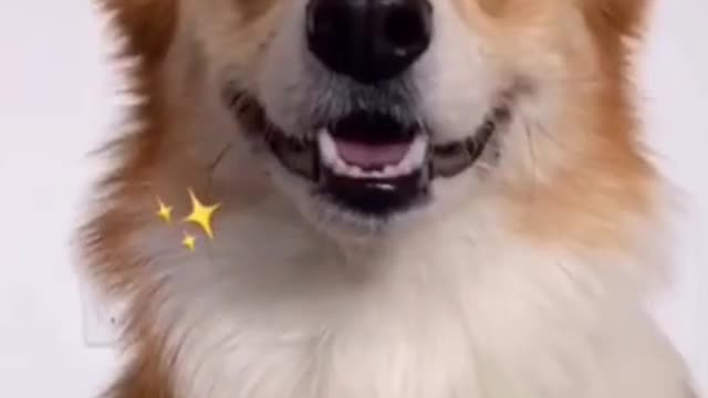 Funny_dog_laughing