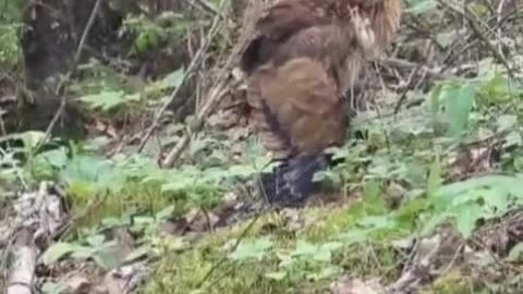 What kind of bird is that?