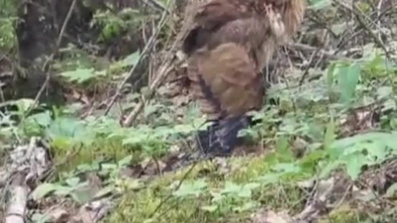 What kind of bird is that?