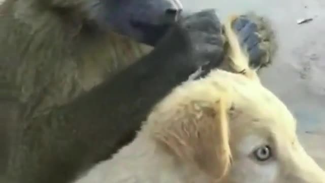 The Baboon Salon