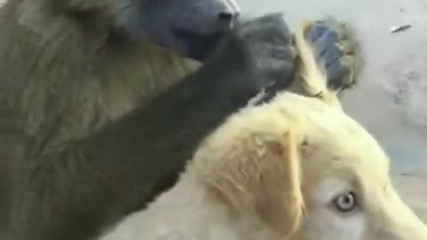 The Baboon Salon