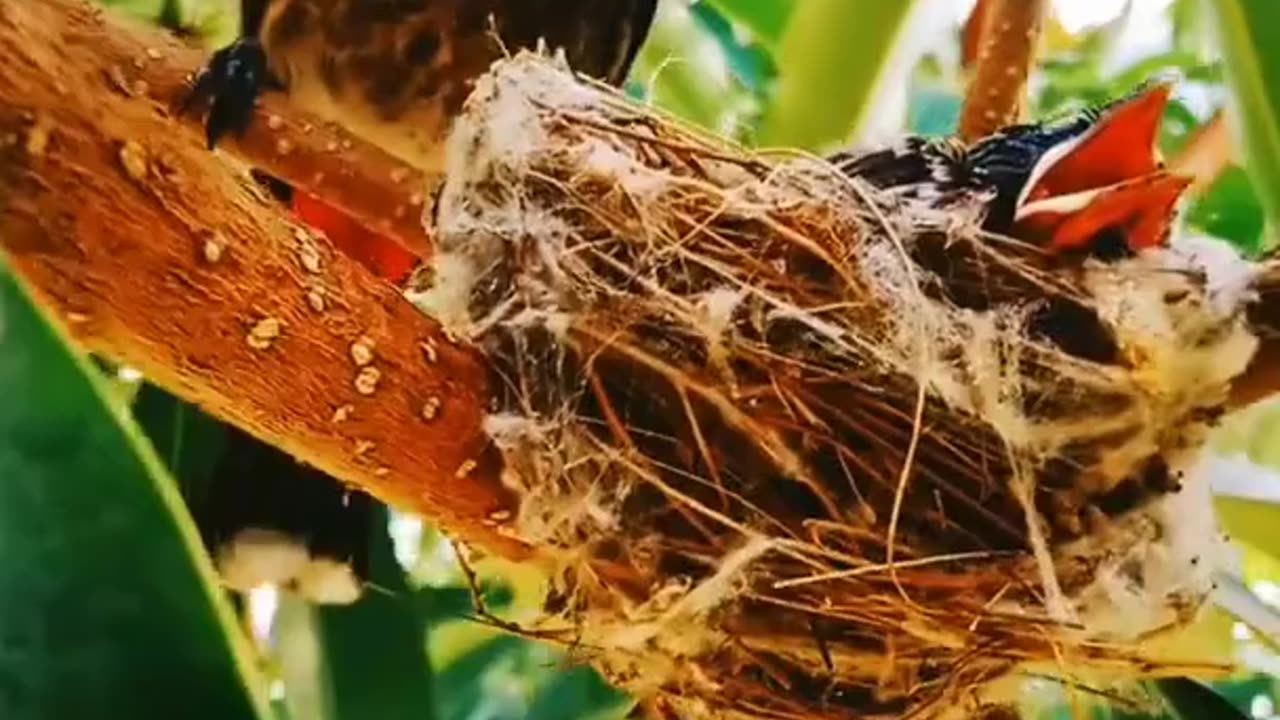 Baby Birds short video