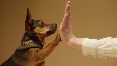 dog gives hi five