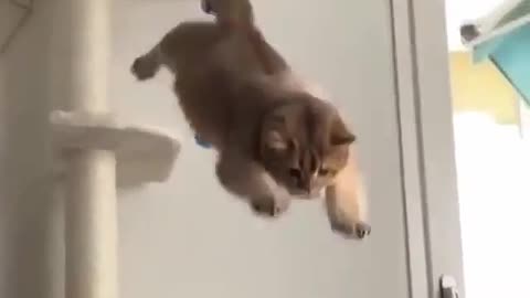 Cat jumping