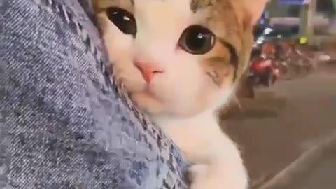 Rate This Cute Cat 1-10