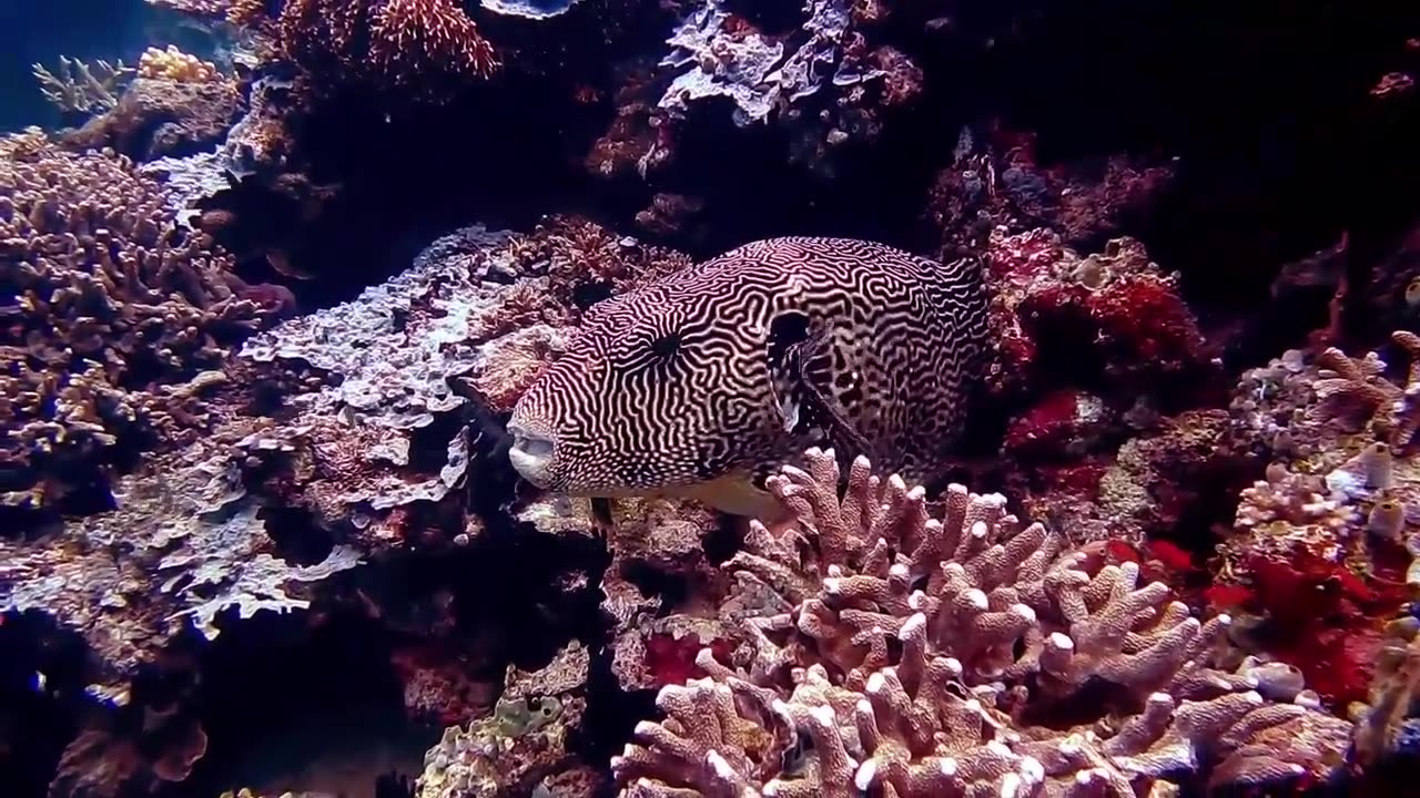 Fish do the camouflage funny animal