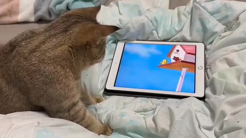 She watch Tom and Jerry and she try to catch 🙄😀