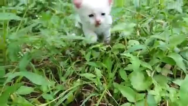 The sound of a baby cat calling its mothet