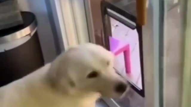 funny cats videos 2023 that looks like play and fun in home with other cats