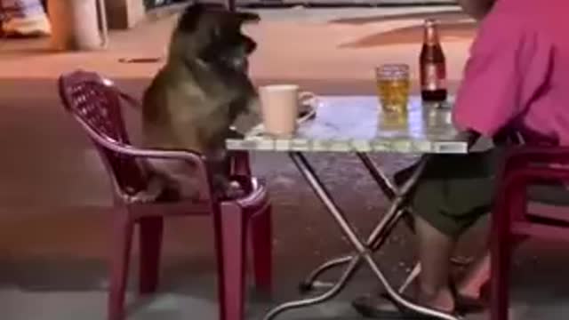 Having a beer with his dig😂😂#short funny video