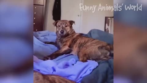 Funny video about animals 😭🤣