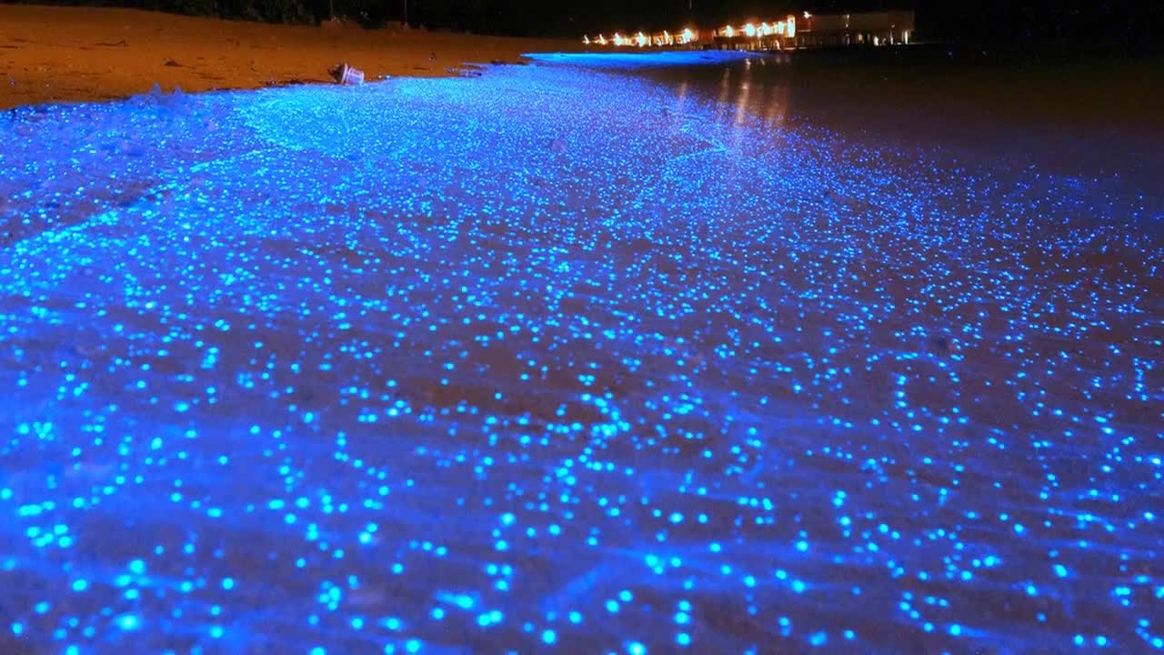 Sea of Stars - Vaadhoo Island, Maldives