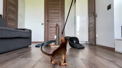 Cute Abyssinian cat playing indoors with different toys, jumping around