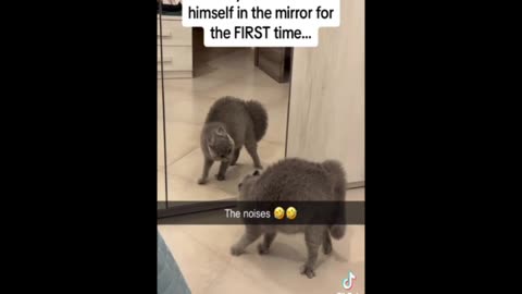 Cat Reflection