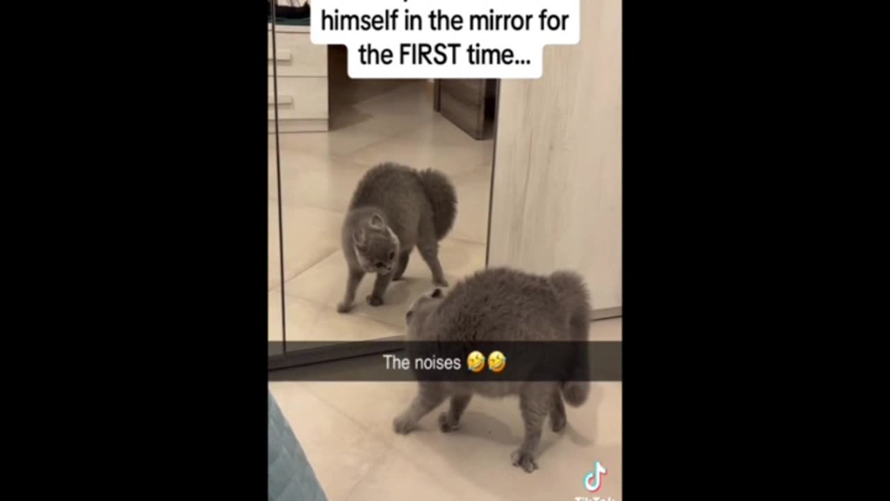 Cat Reflection